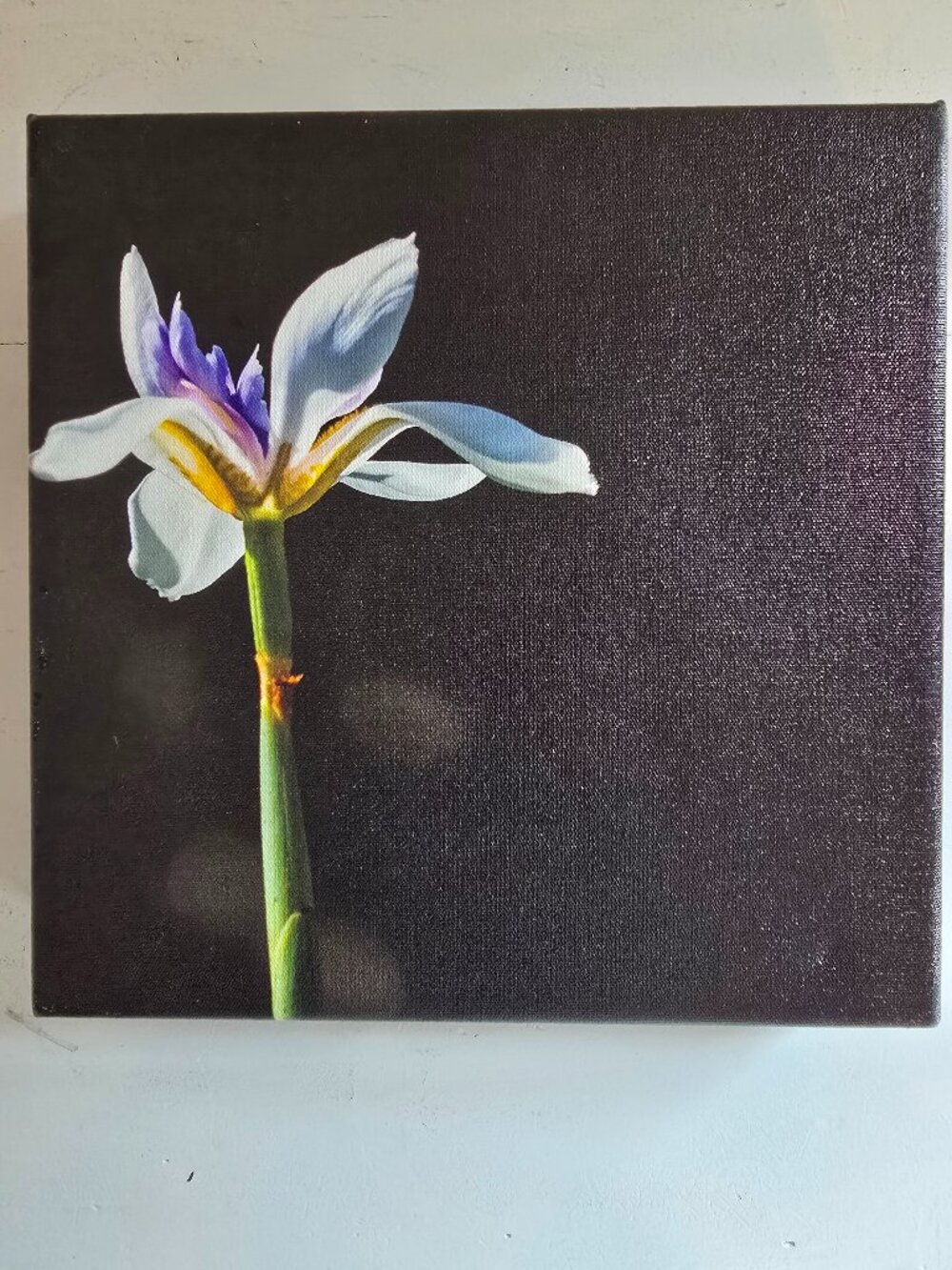 African Iris Botalical Canvas Wall Art 8"x8" Square Wrapped Canvas Print